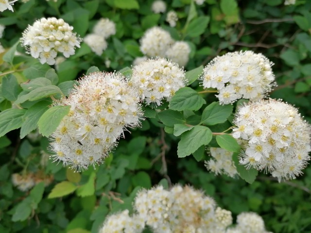 img_20220531_093553.jpg 