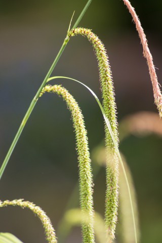 img_3780.jpg 