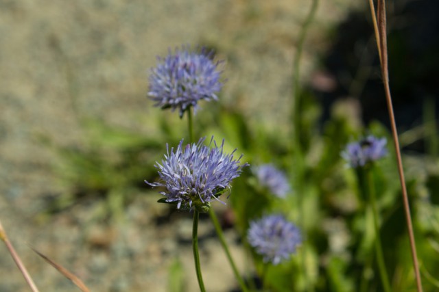 img_4362.jpg 