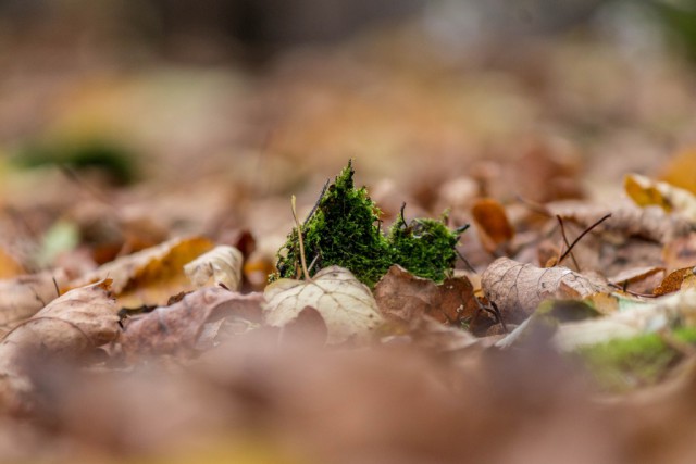 img_5125.jpg 