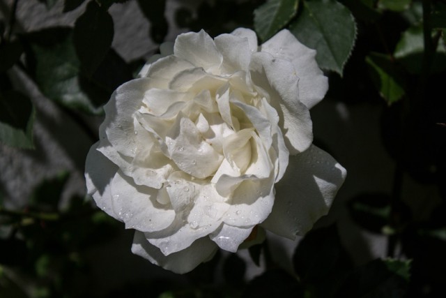 img_5750.jpg 