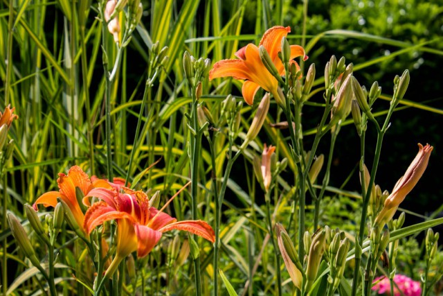 img_5775.jpg 