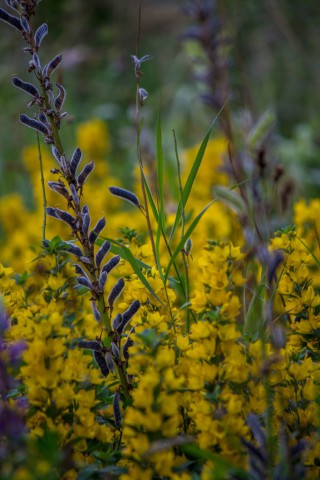 img_6004.jpg 