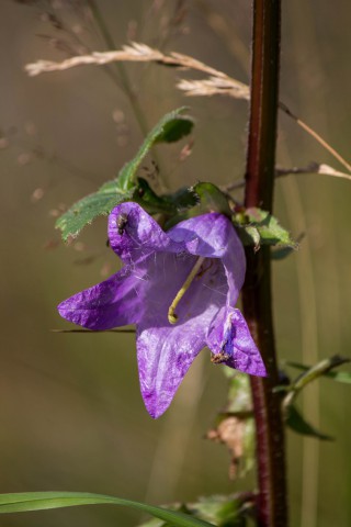 img_6089.jpg 