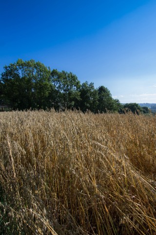 img_7190.jpg 