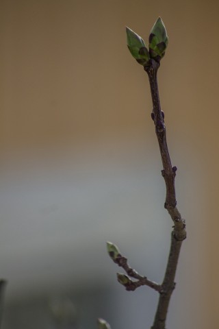 img_7596.jpg 