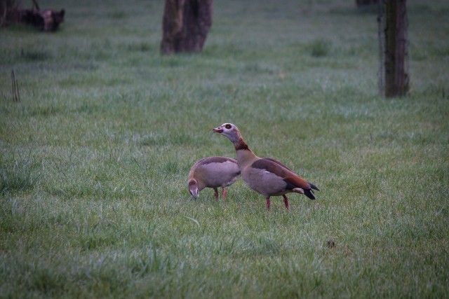 img_8080.jpg 