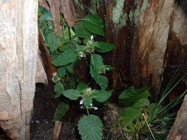 k-dscf0022(1).jpg 