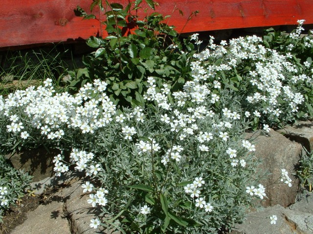 k-dscf0054(1).jpg 