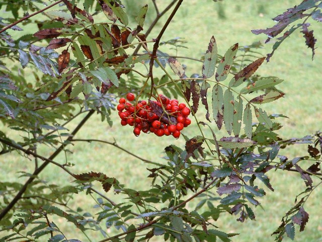 k-dscf0062.jpg 