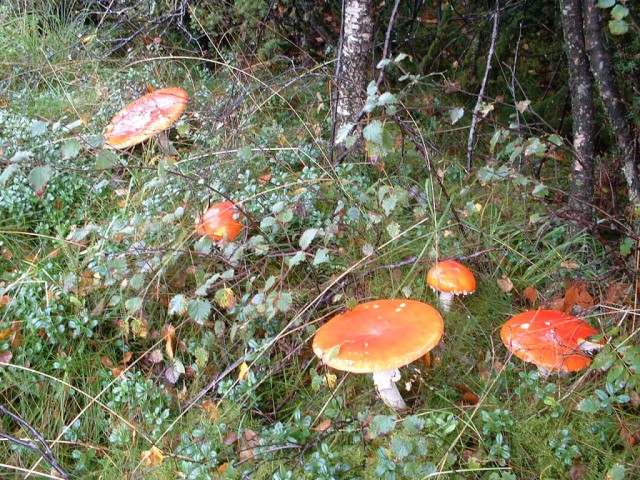 k-dscf0066.jpg 