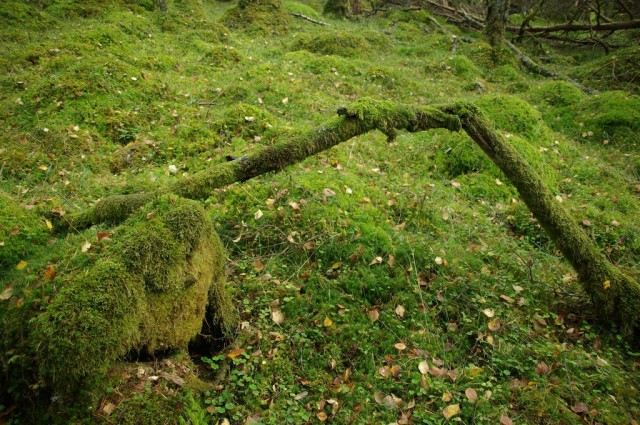 k-norwegen2009127.jpg 