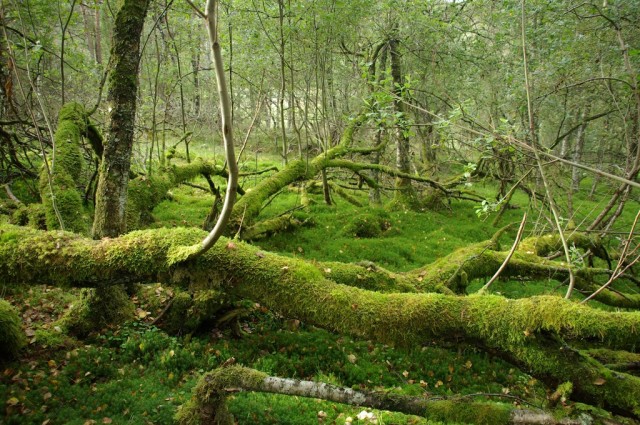 k-norwegen2009130.jpg 