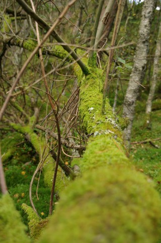 k-norwegen2009139.jpg 